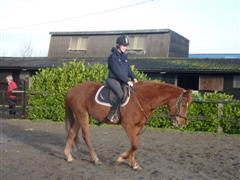 A relaxed mare and owner