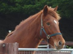 A Chestnut Mare